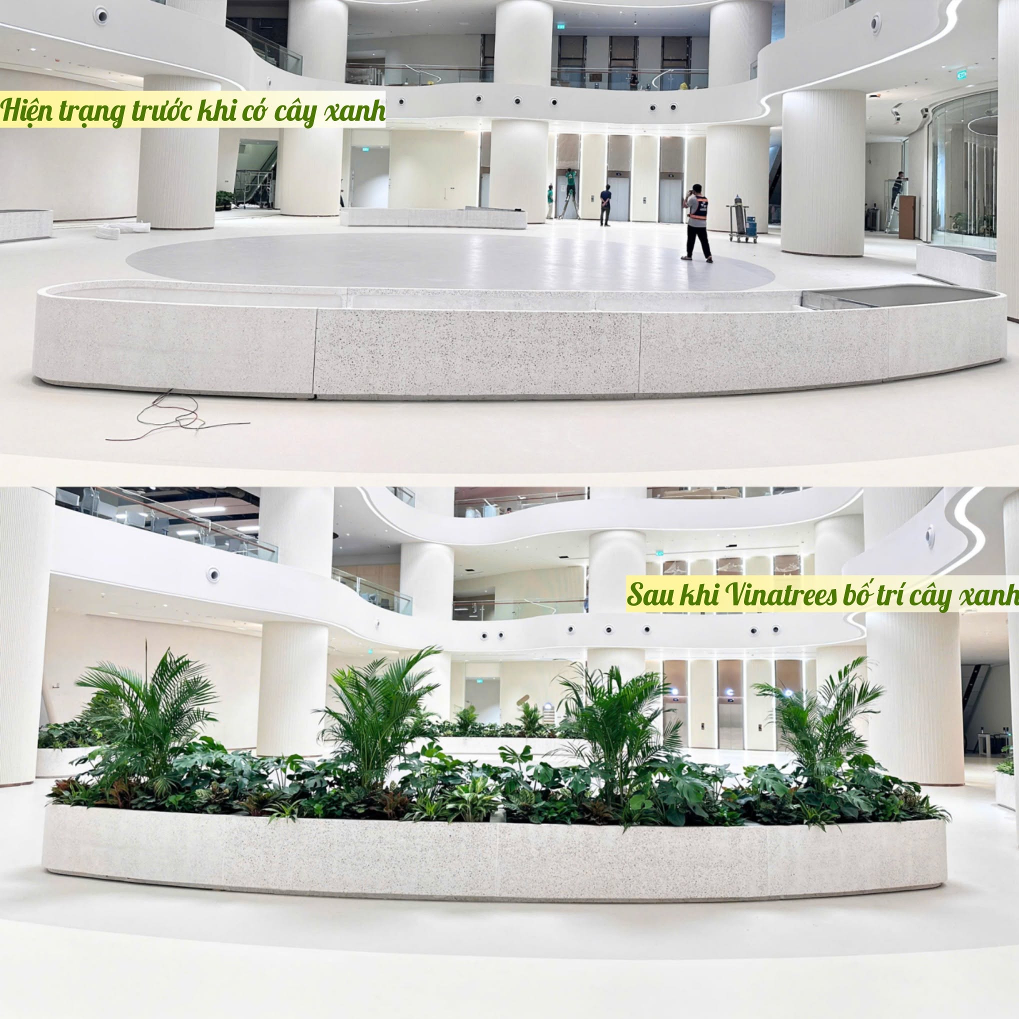 Công ty cây xanh Hà Nội Vinatrees tự hào đồng hành cùng MSB Nguyễn Chí Thanh